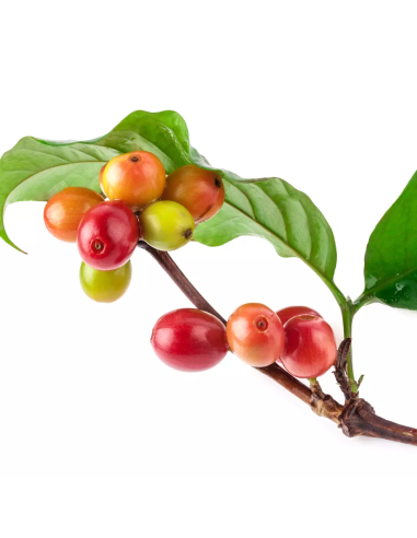 Keratin HEALING OIL Keratiiniöljyä...