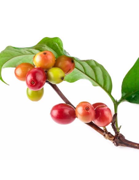 Keratin HEALING OIL Keratiiniöljyhoitoaine hiuksille 50ml